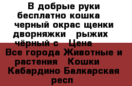 В добрые руки бесплатно,кошка,2.5черный окрас,щенки дворняжки,3 рыжих 1 чёрный,с › Цена ­ - - Все города Животные и растения » Кошки   . Кабардино-Балкарская респ.